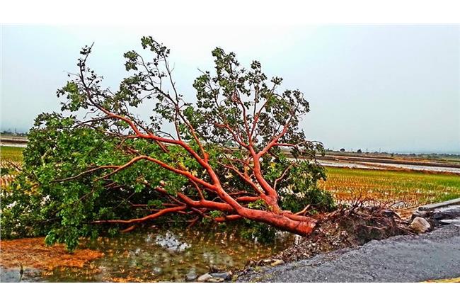 不敵麥德姆強風　「金城武樹」倒了！