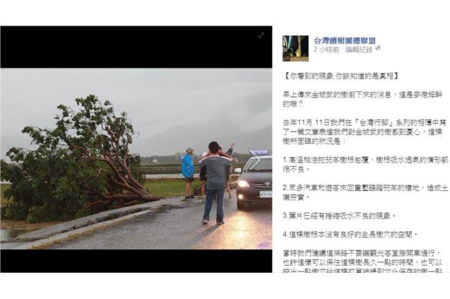 誰殺了金城武樹？護樹盟指兇手是人類