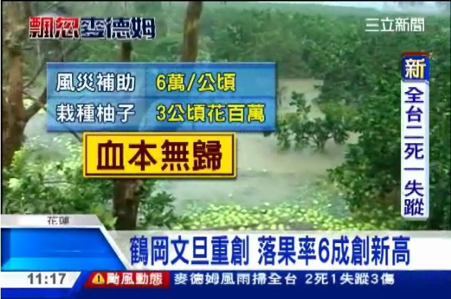 鶴岡文旦重創　6成落果率創新高