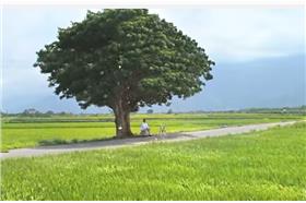 金城武樹－圖／youtube