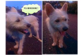 狗狗／臉書（https://www.facebook.com/helphomelessanimals.com.tw?fref=ts）