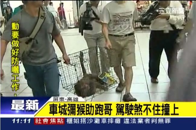 驚悚！車城獼猴亂竄　駕駛煞不住撞上