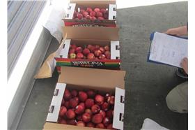 甜桃、李斯特菌-圖／衛福部食藥署