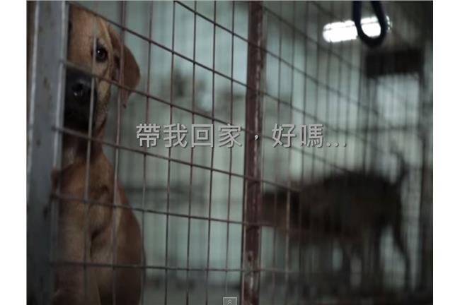 IKEA也賣狗？盼你給牠一個機會