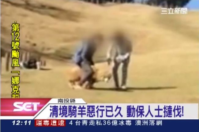 清境騎羊惡行已久　虐待動物可罰5萬