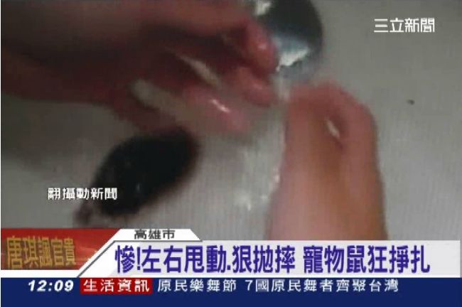 飼主68秒拋摔寵物鼠17次拗洗澡