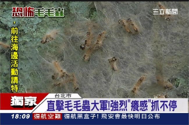 毛蟲毒毛春夏發威　當心發癢紅疹滿身