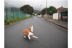 吹狗螺(flickr：Max Barners)