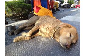 救難犬卡拉－圖／高雄氣爆救災後援團臉書