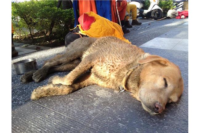 再累也要幫忙！救難犬卡拉全力搜救中