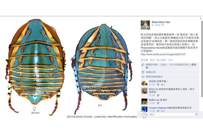 史上最漂亮「蟑螂」現身！根本瓢蟲啊