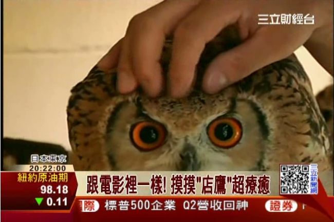 療癒系「萌主」貓頭鷹咖啡廳風靡日本