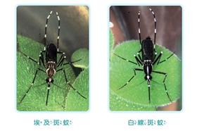 蚊子、登革熱－圖／衛生福利部疾病管制署官方網站