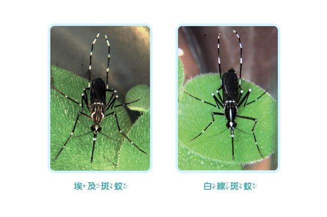 登革熱病例激增　多集中高雄市　