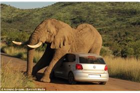 大象／dailymail（http://www.dailymail.co.uk/news/article-2717919/VERY-heavy-petting-Tourists-stuck-hatchback-elephant-gets-frisky-South-African-safari.html）