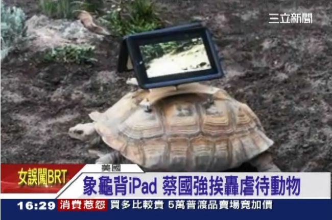 象龜背上釘iPad　藝術家挨轟虐待