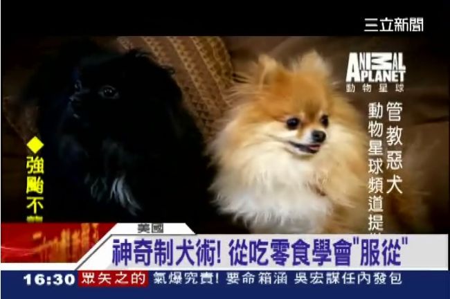 馴狗專家：不控制狗，狗就會控制你！