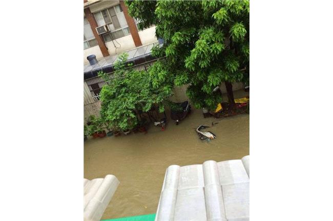超大豪雨轟炸高雄　農損達448萬元