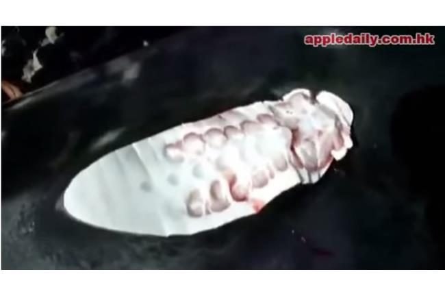 殘忍！幼小鯨鯊被切掉魚鰭丟回大海！