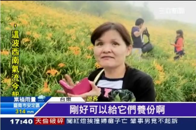 走味ㄟ金針花季　不時飄來屎尿味