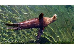 仰式－圖／Flickr＿thomasrousing_