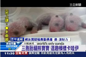 貓熊三胞胎1100