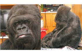 羅賓威廉斯－圖／www.koko.org/koko-tribute-robin-williams