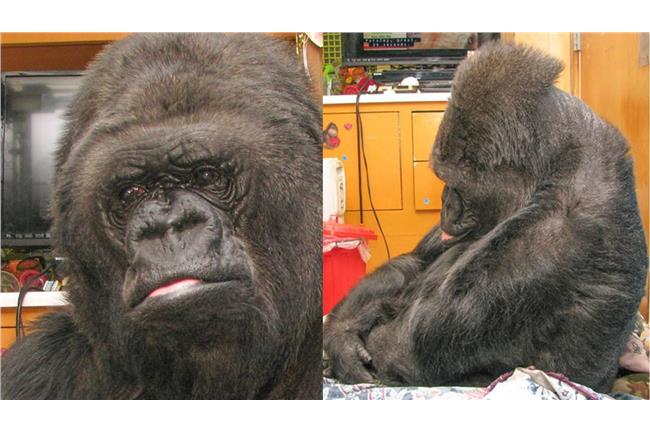 記得你的好！猩猩聽聞羅賓逝世泛淚光