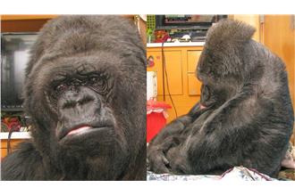 記得你的好！猩猩聽聞羅賓逝世泛淚光