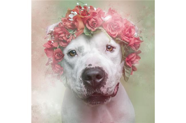 每年安樂死百萬隻！柔情攝影救鬥牛犬