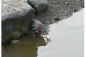 鳥釣魚臉書／臉書