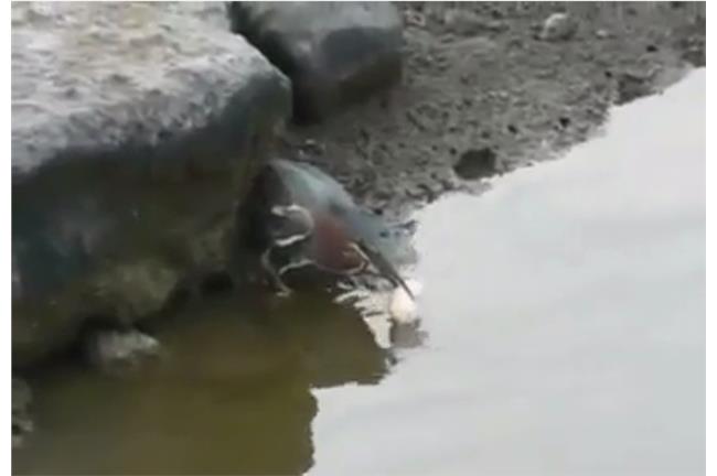 屌爆了！這隻鳥竟然會「釣魚」