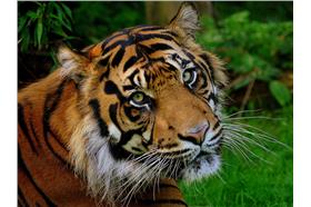 老虎－圖／Flickr_Brian Mckay