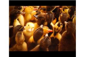 鴨子－圖／Flickr_Desmond Kavanagh