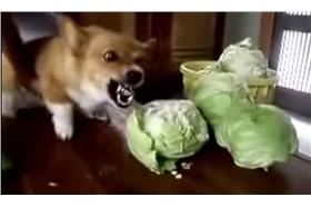 憤怒科基犬_youtube