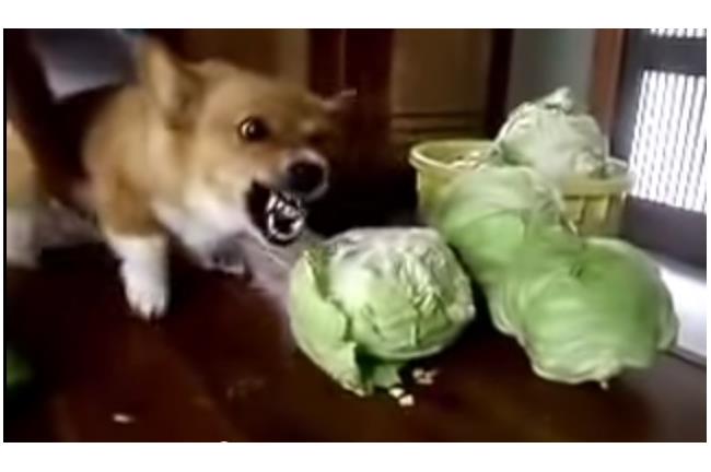 臉書熱門 超兇狗狗怒吃高麗菜吃不到就抓狂 生活 三立新聞網setn Com