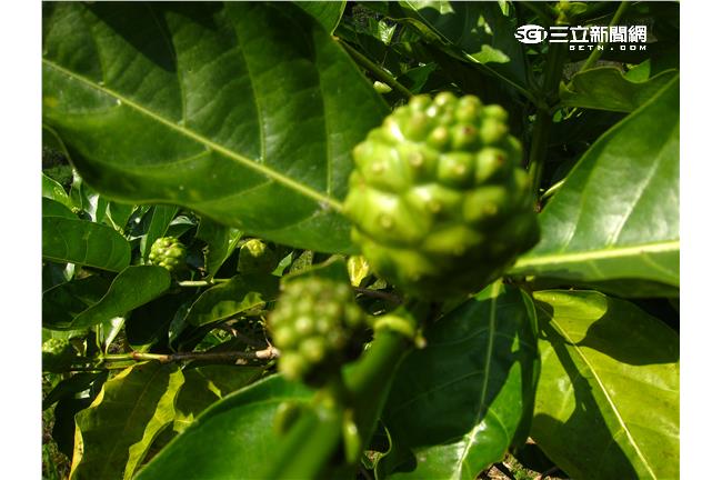 臭死了才可以吃　什麼水果這麼神奇？