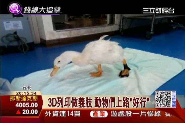 3D列印做義肢　讓跛腳鴨能趴趴走了
