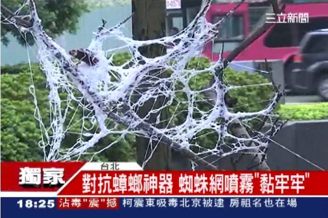 除蟑噴霧神器！　用蜘蛛網大絕殺小強