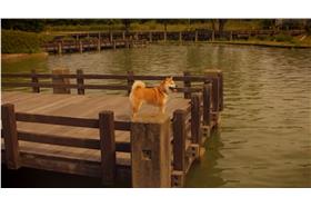 柴犬小雪／youtube