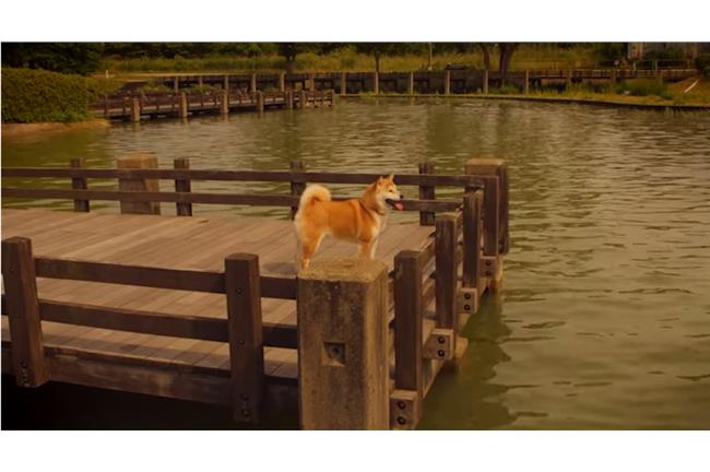 「真狗實事」！柴犬反酒駕感動上萬人