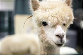 羊駝－Flickr_christopher.woo