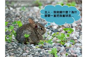 兔子／flickr