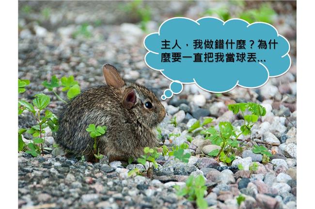 殘忍！把兔子當球丟？網友求肉搜救兔