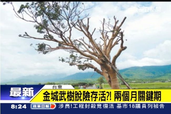 發芽了！搶救一個月　金城武樹現生機