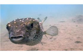 河豚(Malcolm Browne)