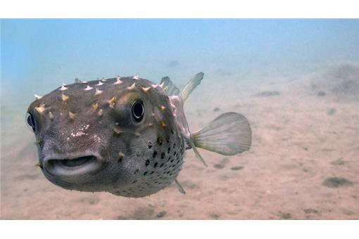 毒素分布難辨認 暖化造成 混種河豚 大增日本下令禁售 國際 三立新聞網setn Com