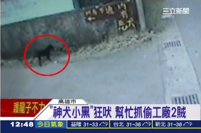 「神犬小黑」狂吠　幫忙抓偷工廠2賊