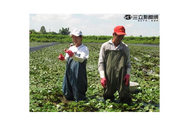 黃西田夜襲官田　出手消滅菱角大敵