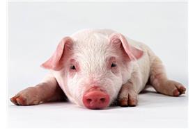 PTT熱文／12生肖為何唯獨「豬」沒有成語？網友神回（玄德堂開運網）